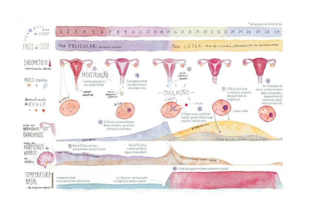 Ciclo menstrual e suas fases - Toda Matéria