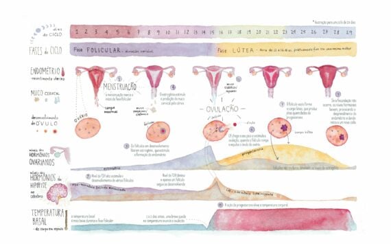 O Ciclo Menstrual
