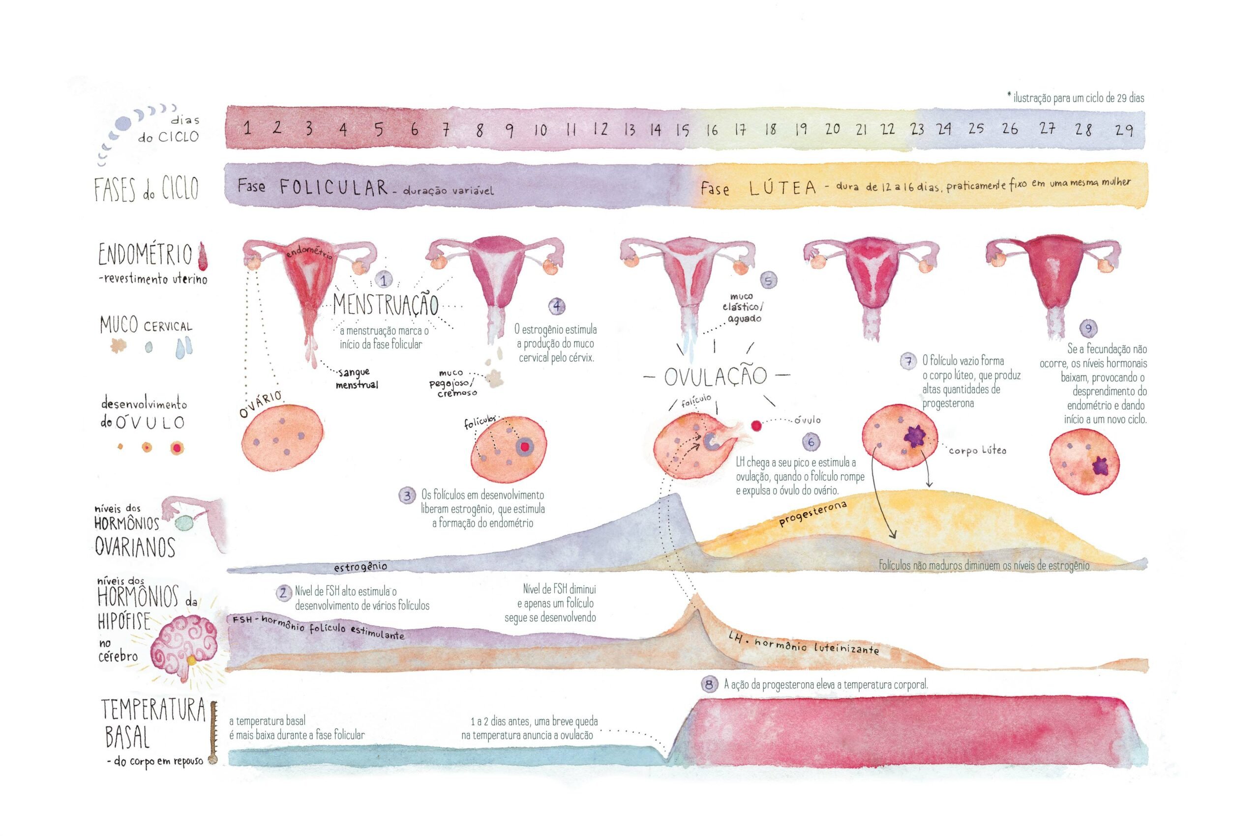 Menstruação: O que é?