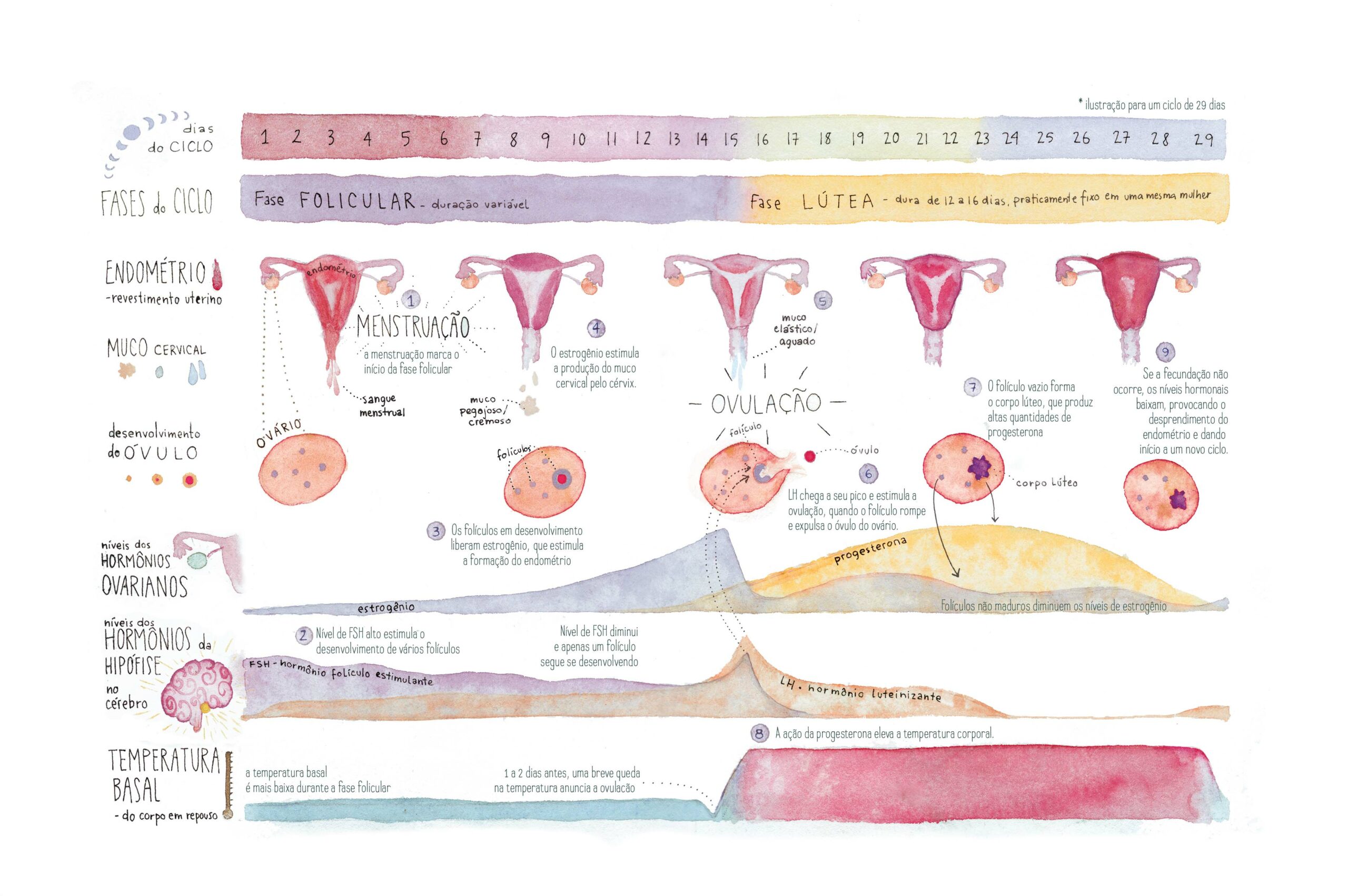 Ciclo Menstrual