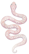 serpente