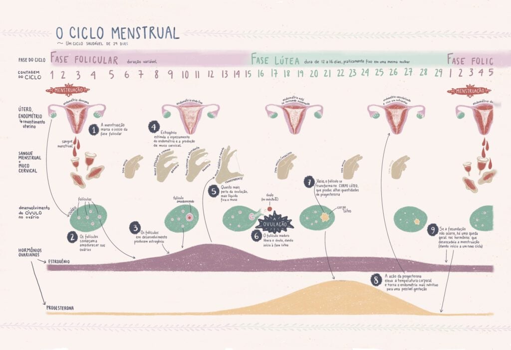 Menstruação e fertilidade: qual a relação?