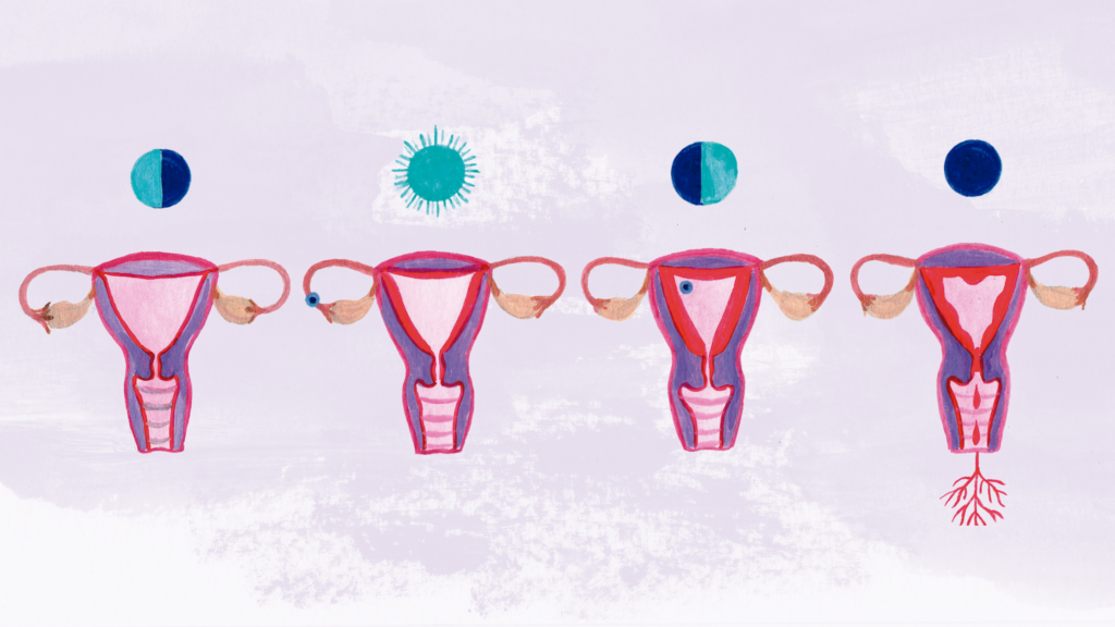  As fases do ciclo menstrual-ovulatório