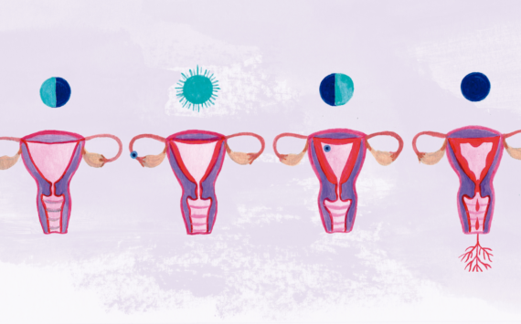  As fases do ciclo menstrual-ovulatório