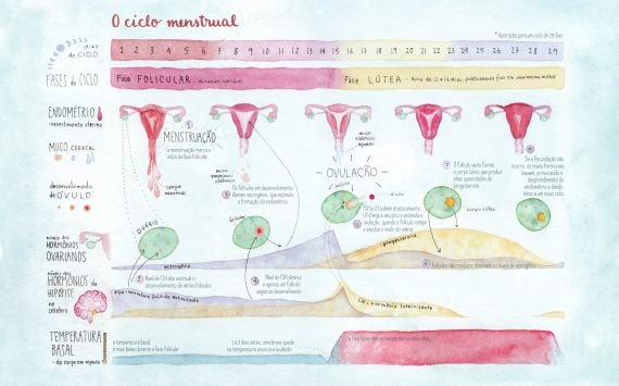 O Ciclo Menstrual